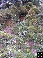 thn_NZ leden-unor 2006 181.jpg